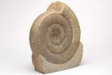 Jurassic Ammonite (Stephanoceras) Fossil - England #206474-1